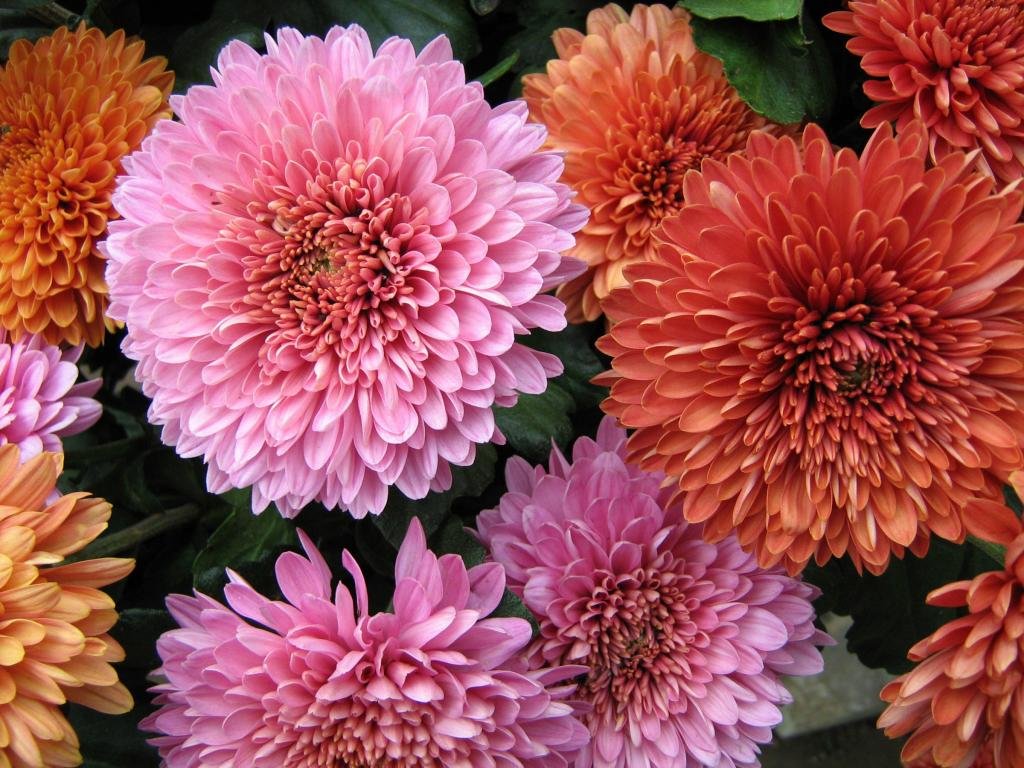Download hd 1024x768 Chrysanthemum PC background ID:458405 for free