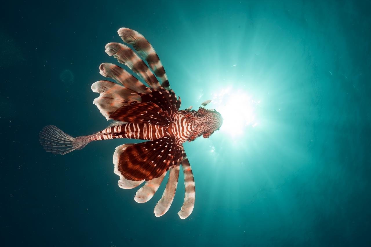 Download hd 1280x854 Lionfish computer wallpaper ID:438235 for free