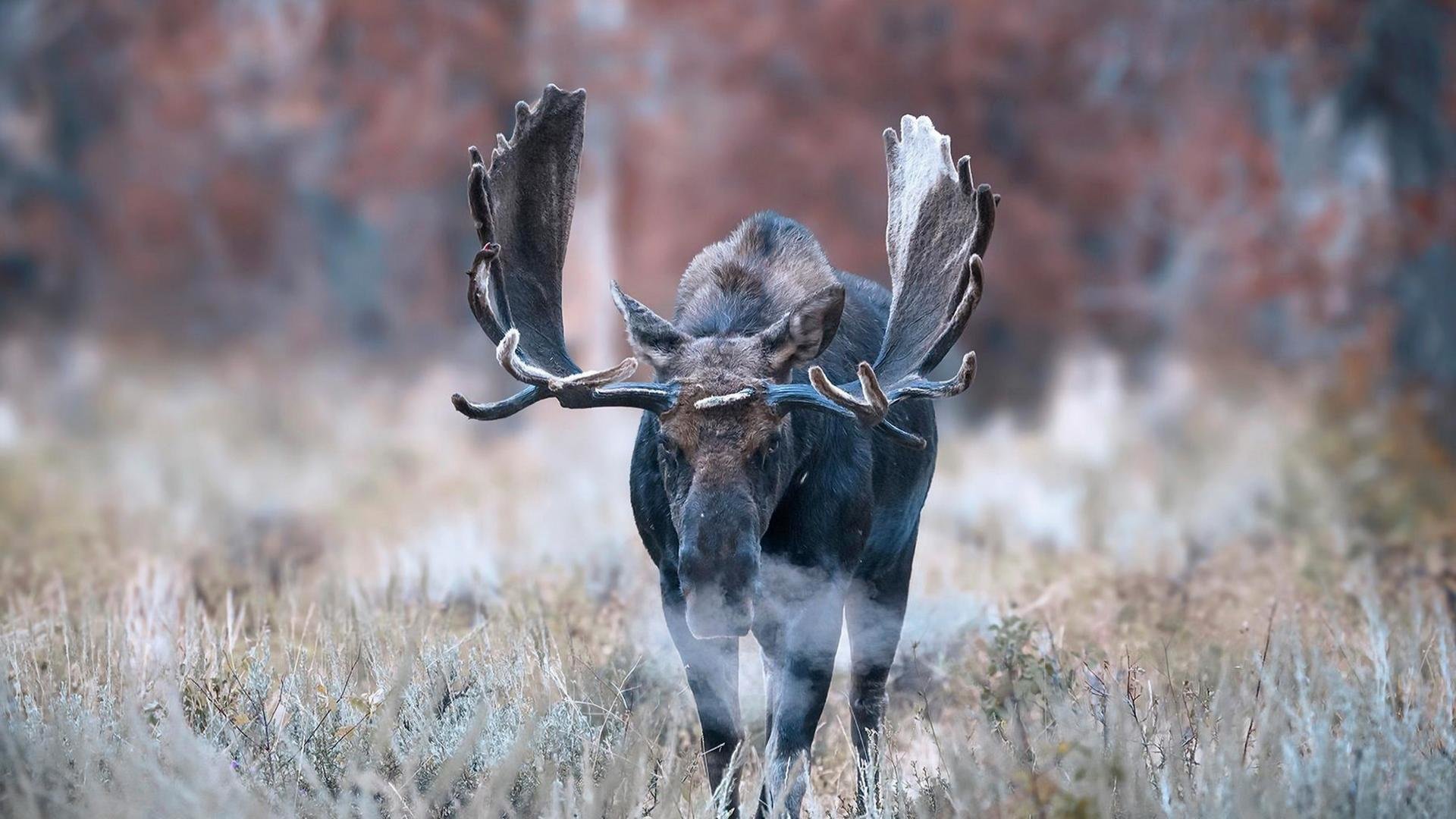 Best Moose background ID:346716 for High Resolution full hd 1920x1080 PC