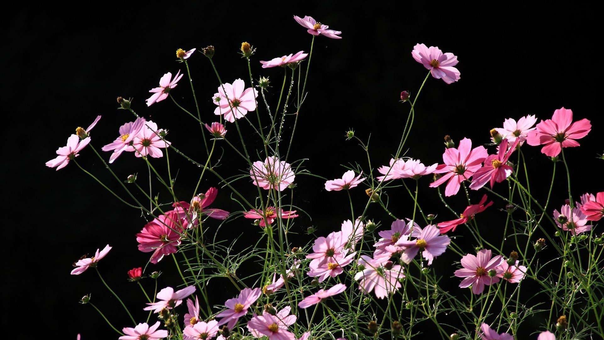 Best Cosmos background ID:272042 for High Resolution full hd 1920x1080 PC