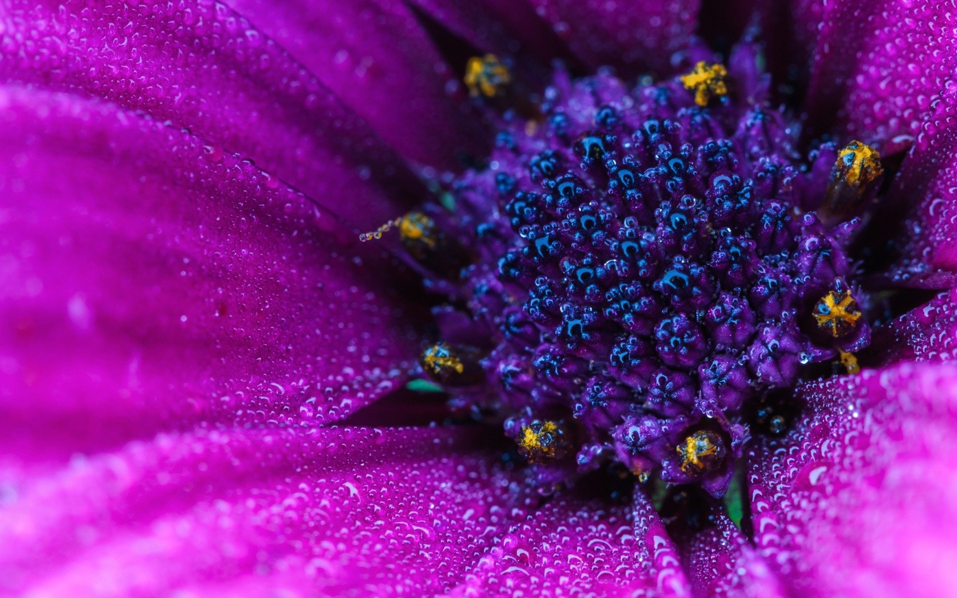 Best Daisy background ID:363327 for High Resolution hd 1920x1200 computer