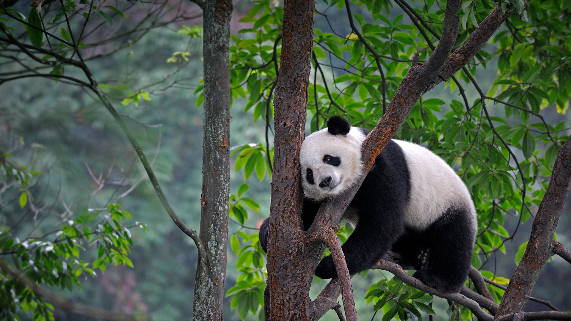 Best Panda background ID:300455 for High Resolution full hd 1920x1080 computer
