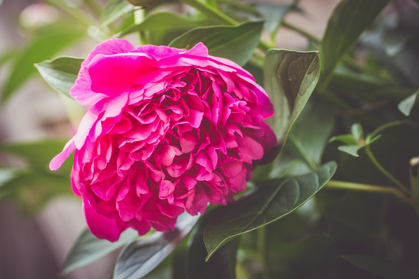 Best Peony wallpaper ID:131530 for High Resolution hd 1440x960 computer