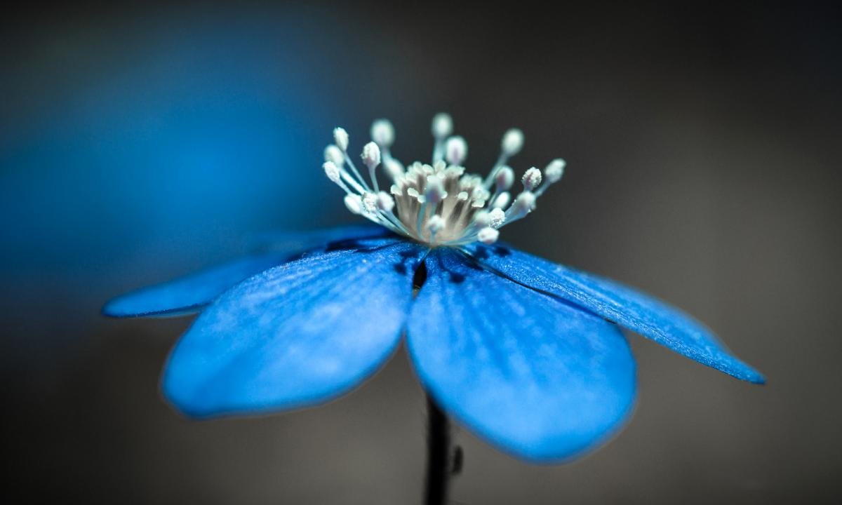 Free download Blue Flower background ID:289578 hd 1200x720 for computer