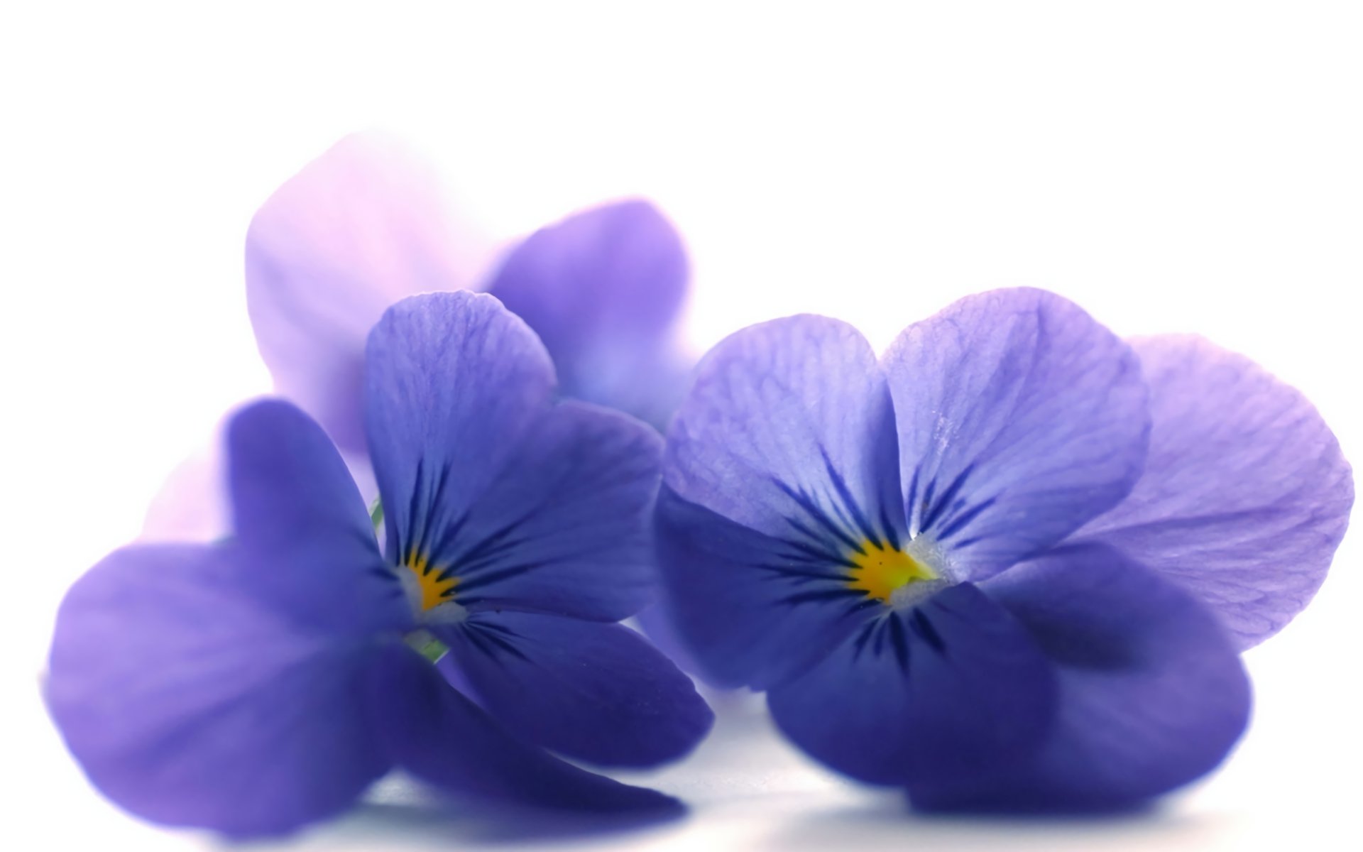 Best Violet wallpaper ID:455053 for High Resolution hd 1920x1200 PC