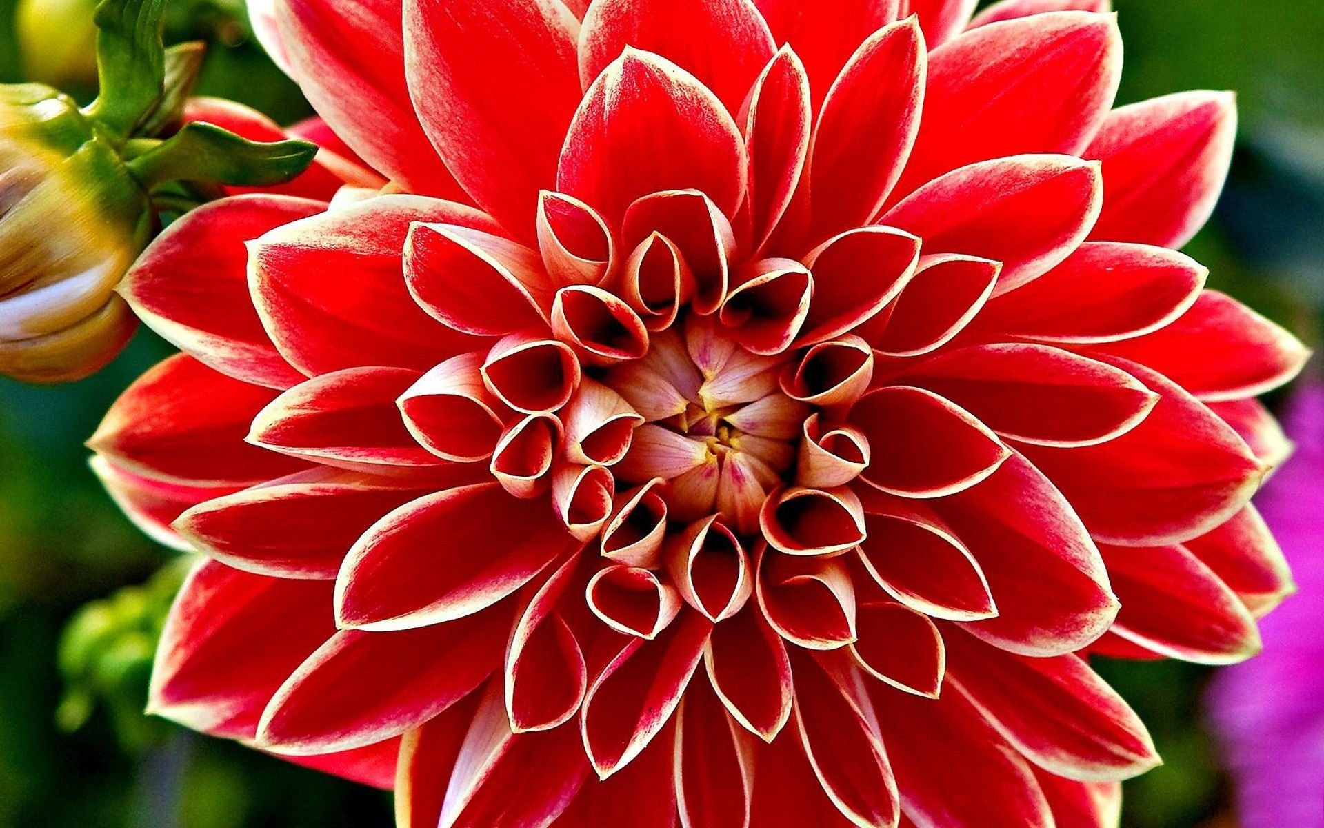 Best Dahlia background ID:174589 for High Resolution hd 1920x1200 computer