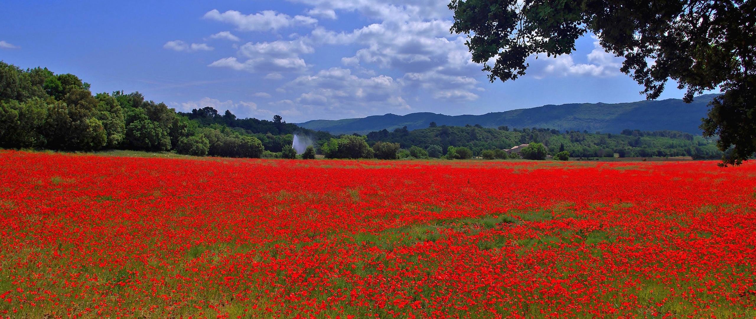 High resolution Poppy hd 2560x1080 wallpaper ID:99961 for computer
