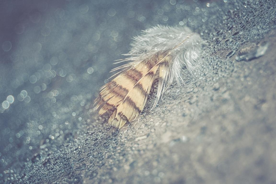 High resolution Feather hd 1152x768 background ID:460497 for PC