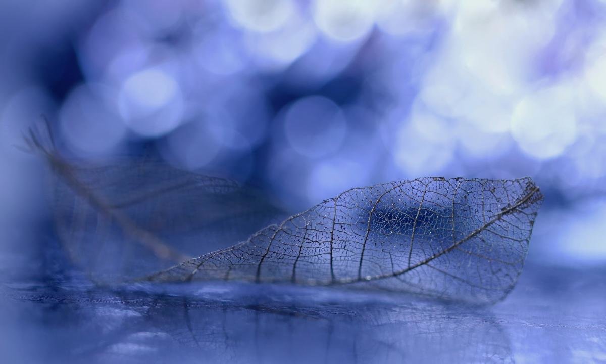 Awesome Leaf free wallpaper ID:361615 for hd 1200x720 PC
