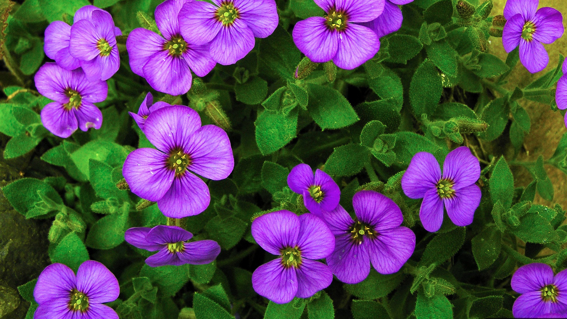 Download full hd 1080p Purple Flower computer background ID:288237 for free