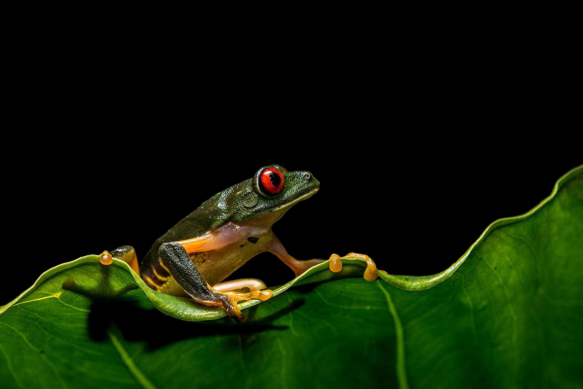 Best Red Eyed Tree Frog background ID:20211 for High Resolution hd 1920x1280 PC