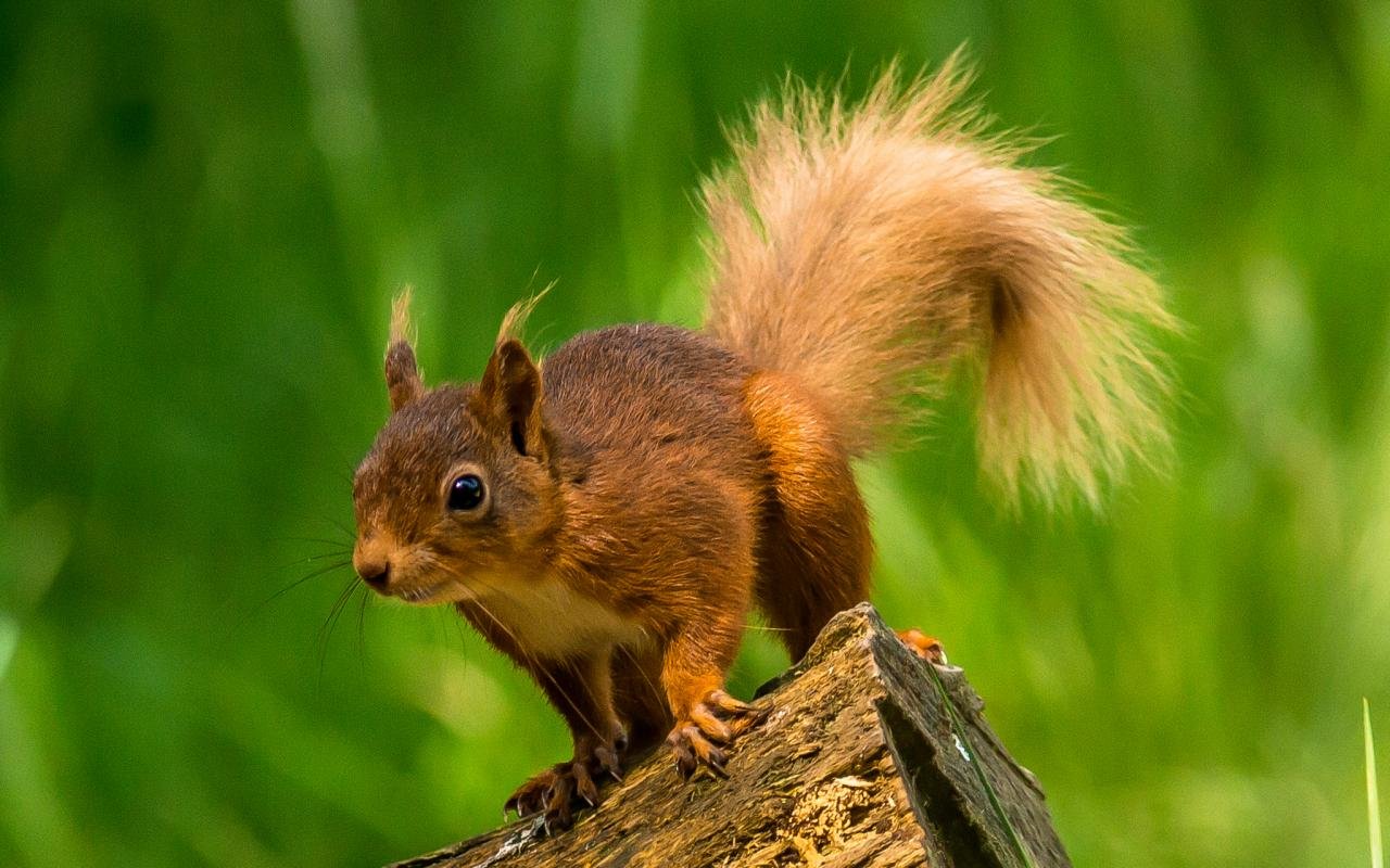 Free Squirrel high quality wallpaper ID:311571 for hd 1280x800 computer