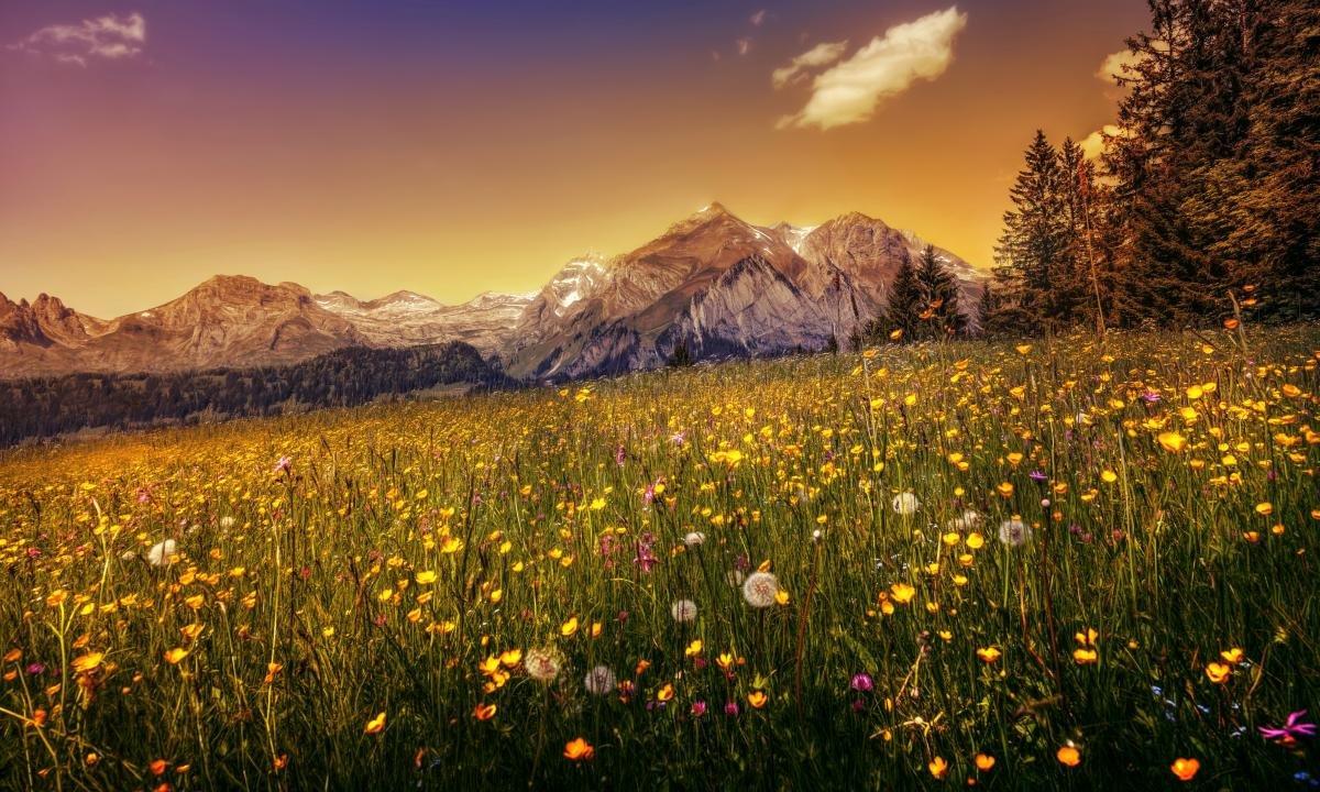 High resolution Meadow hd 1200x720 wallpaper ID:344901 for PC