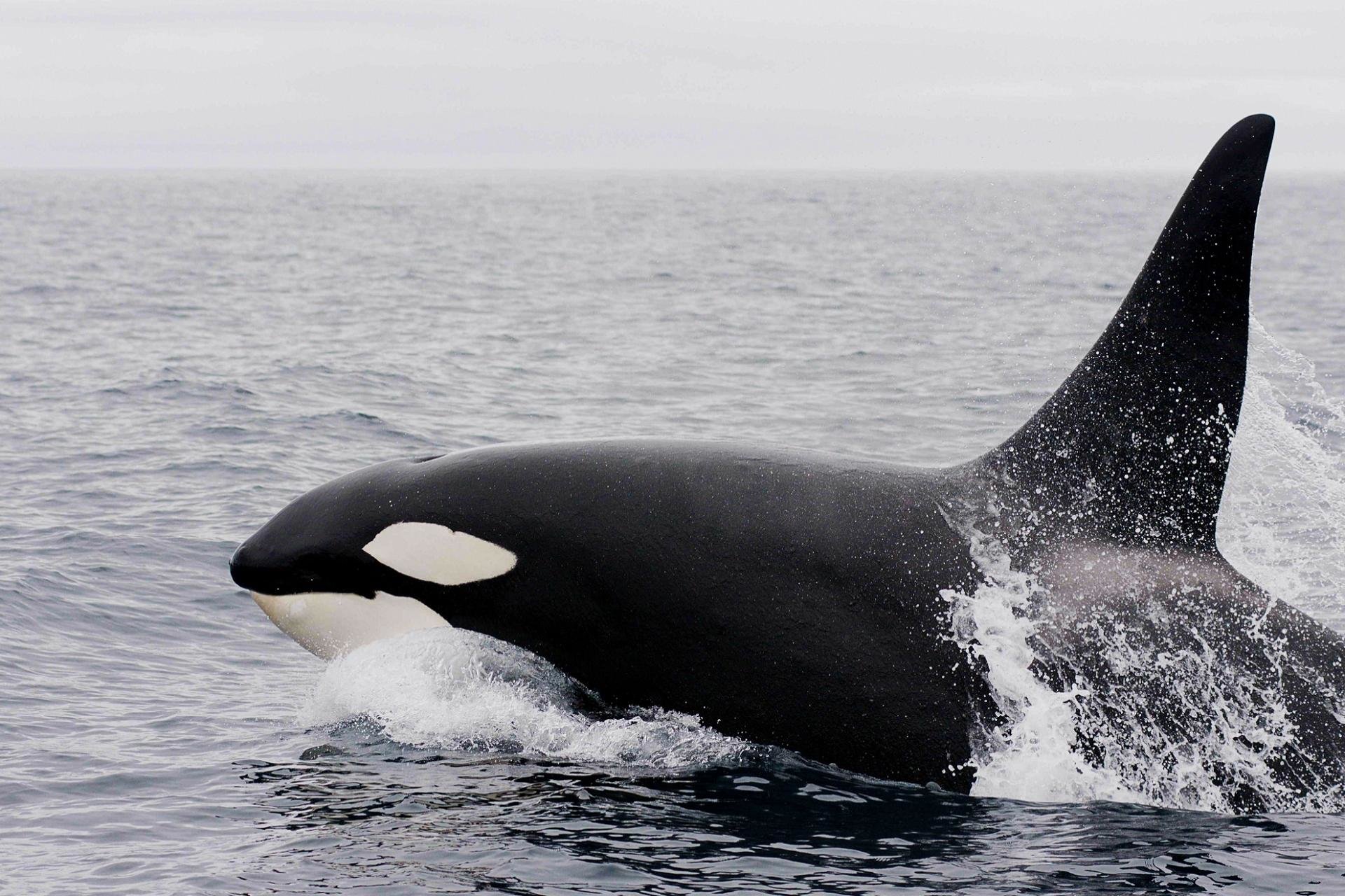 Awesome Orca free background ID:384447 for hd 1920x1280 PC