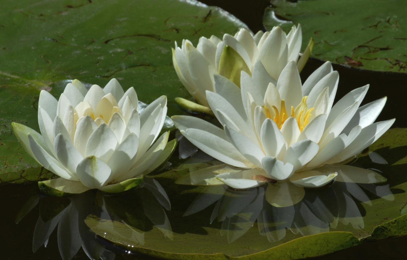 Download hd 1600x1024 Water Lily computer wallpaper ID:366138 for free