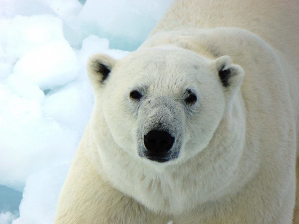 Download hd 1024x768 Polar Bear computer background ID:359837 for free