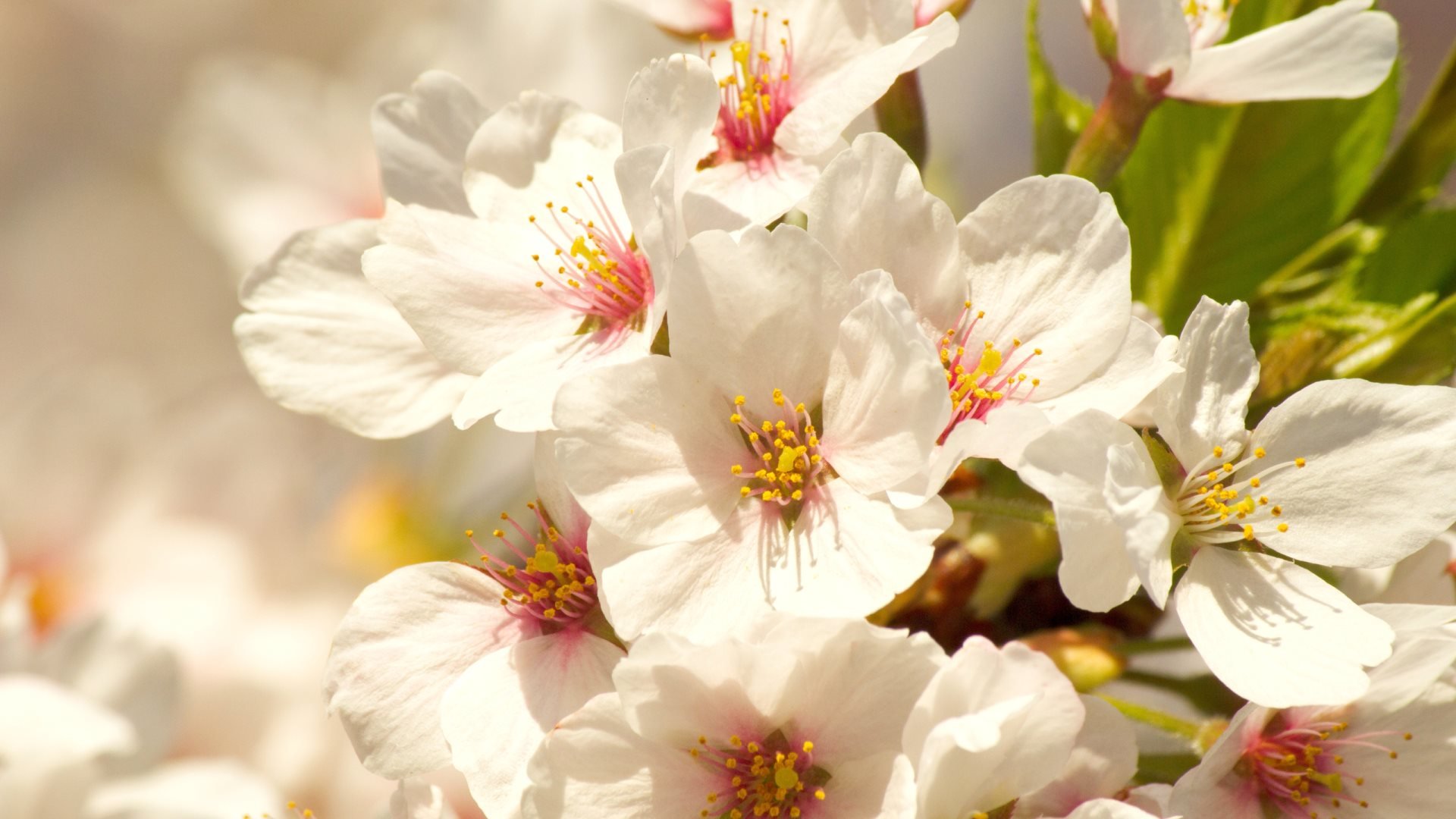 Best Blossom wallpaper ID:332815 for High Resolution full hd 1080p PC