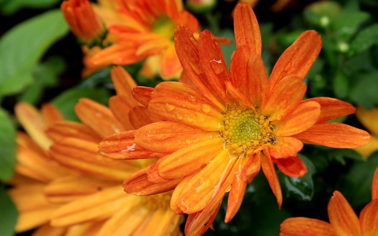 Awesome Orange Flower free wallpaper ID:288231 for hd 1280x800 computer