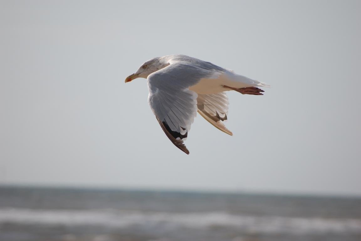 Free Seagull high quality background ID:66923 for hd 1152x768 PC