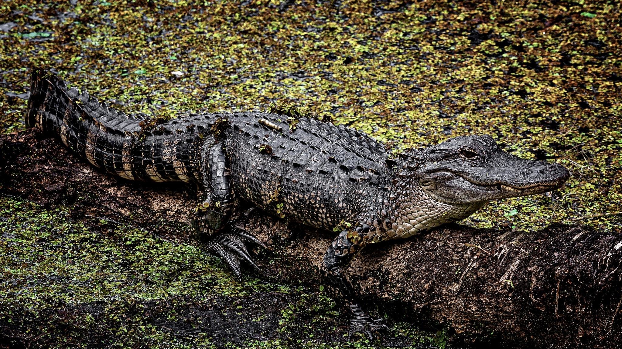 Awesome Crocodile free background ID:278173 for hd 2048x1152 PC