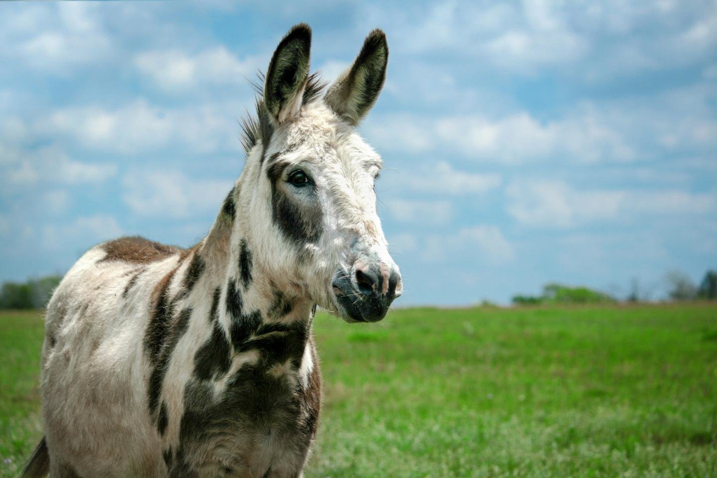 Awesome Donkey free background ID:194068 for hd 1440x960 PC