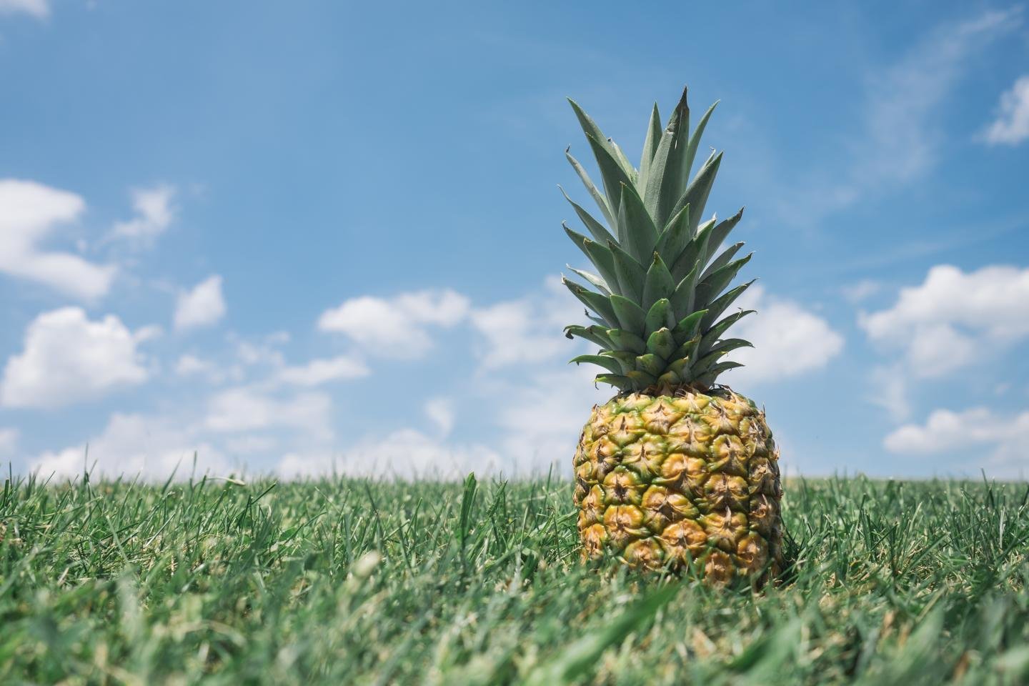 Free download Pineapple background ID:291152 hd 1440x960 for computer