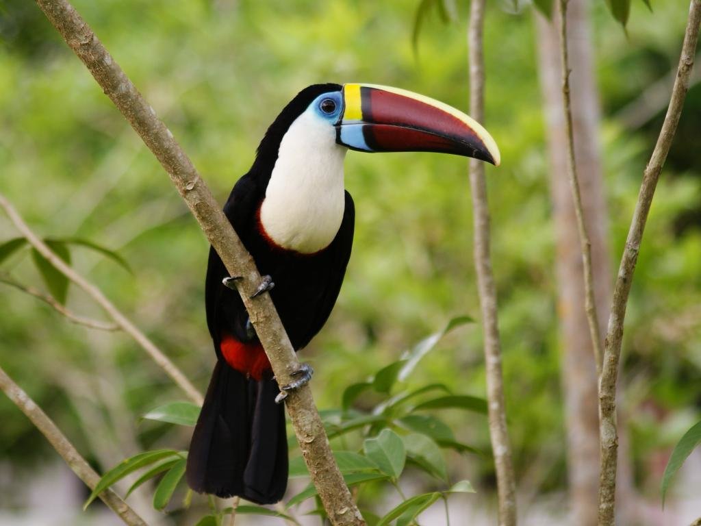 High resolution Toucan hd 1024x768 background ID:57285 for computer