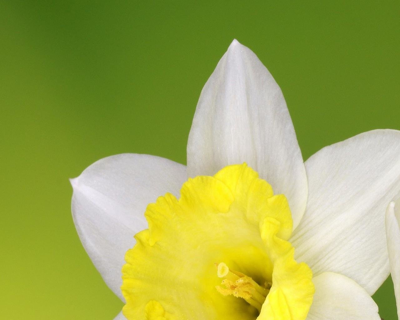 Awesome Daffodil free wallpaper ID:375696 for hd 1280x1024 PC