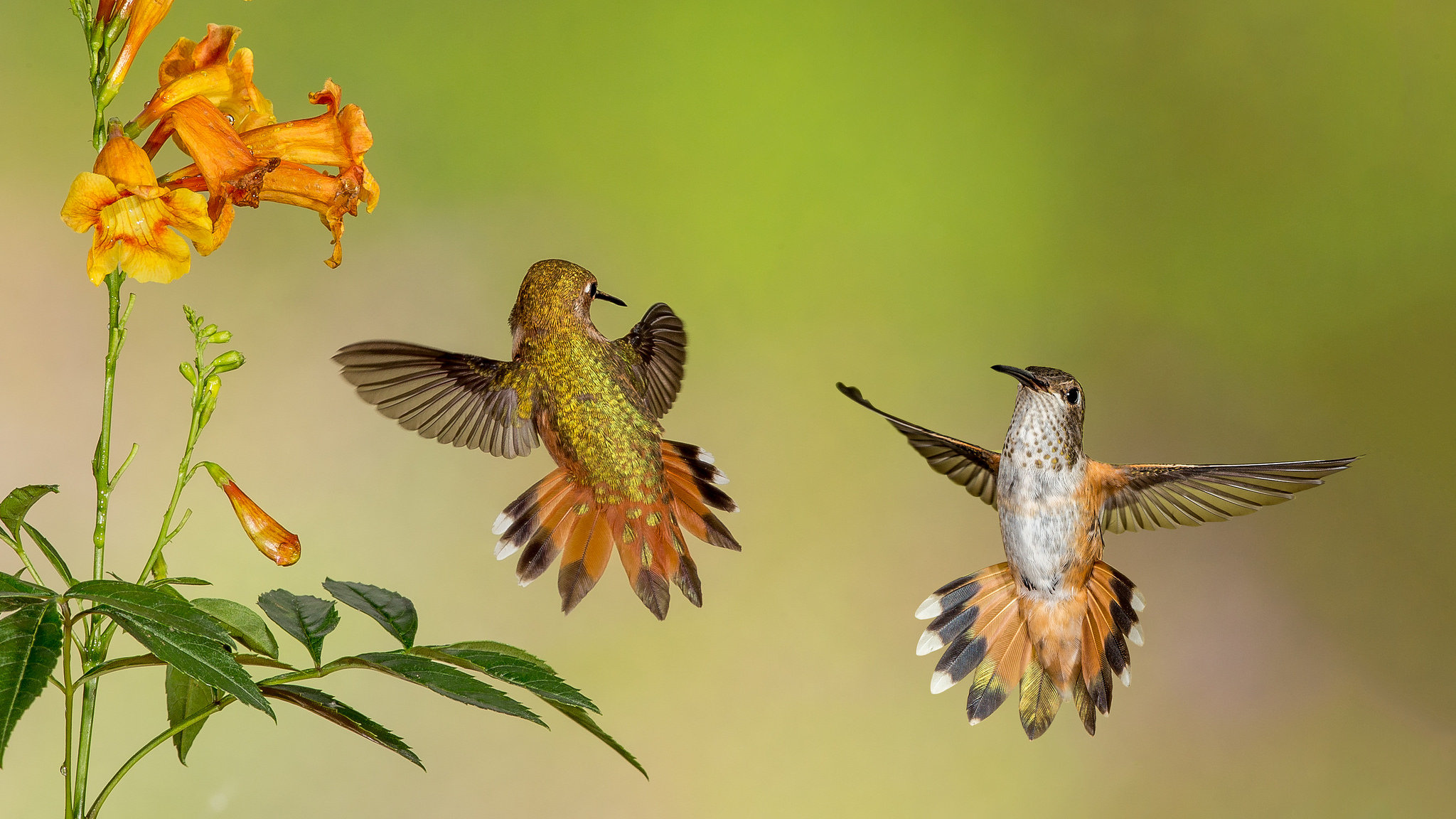 Awesome Hummingbird free wallpaper ID:215740 for hd 2048x1152 desktop