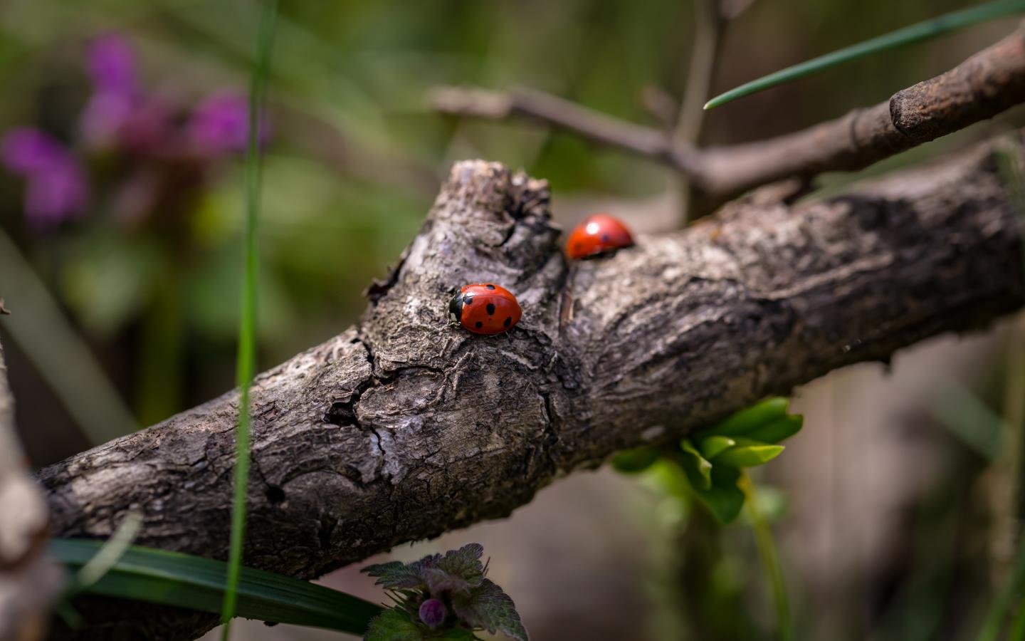 Awesome Ladybug free wallpaper ID:270486 for hd 1440x900 PC