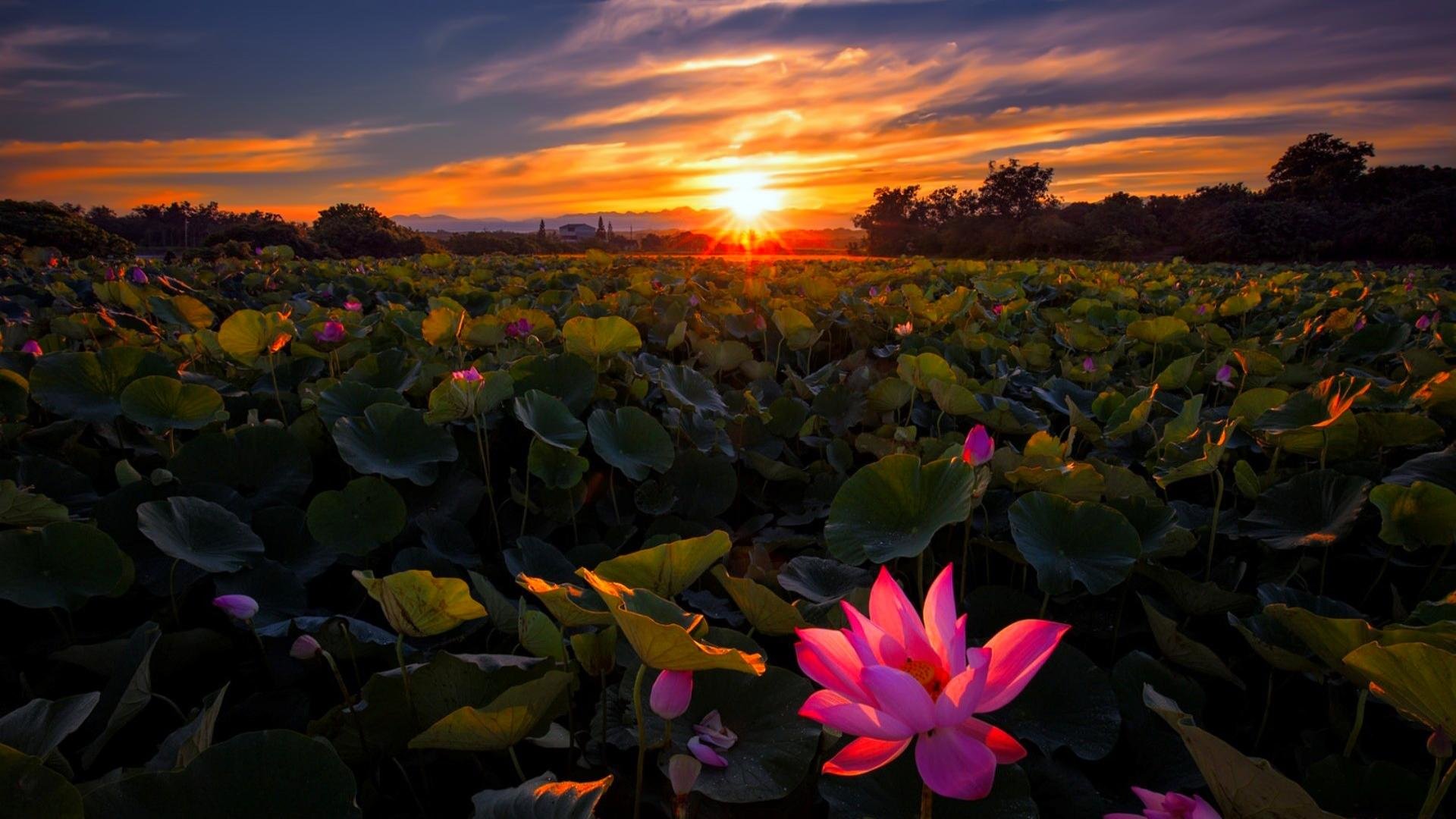 Free Lotus flower high quality background ID:48490 for hd 1080p computer