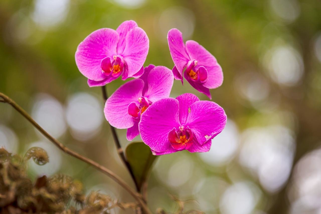 Download hd 1280x854 Orchid PC wallpaper ID:449414 for free