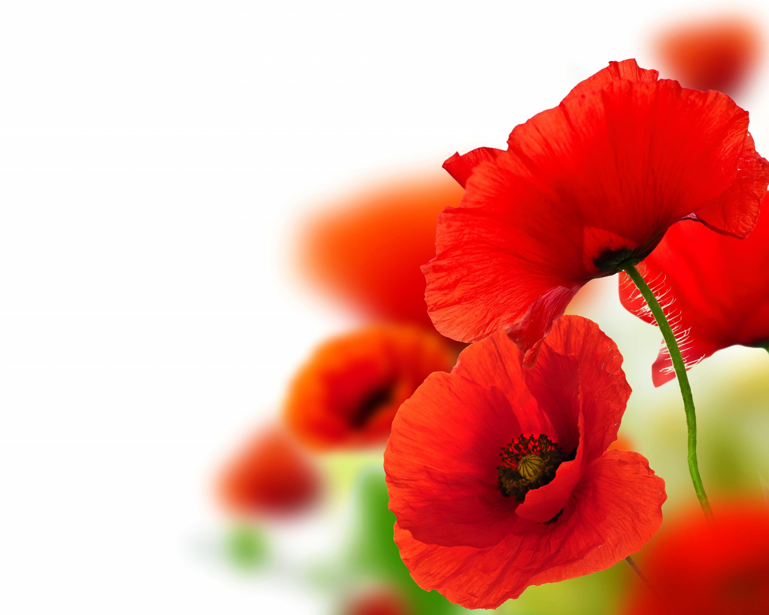 Free download Poppy wallpaper ID:99833 hd 2560x2048 for PC