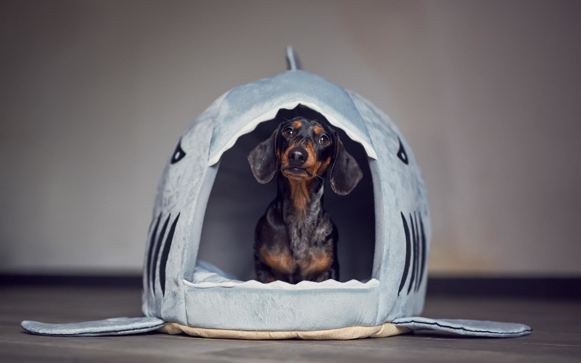 Awesome Dachshund free background ID:310509 for hd 1920x1200 computer