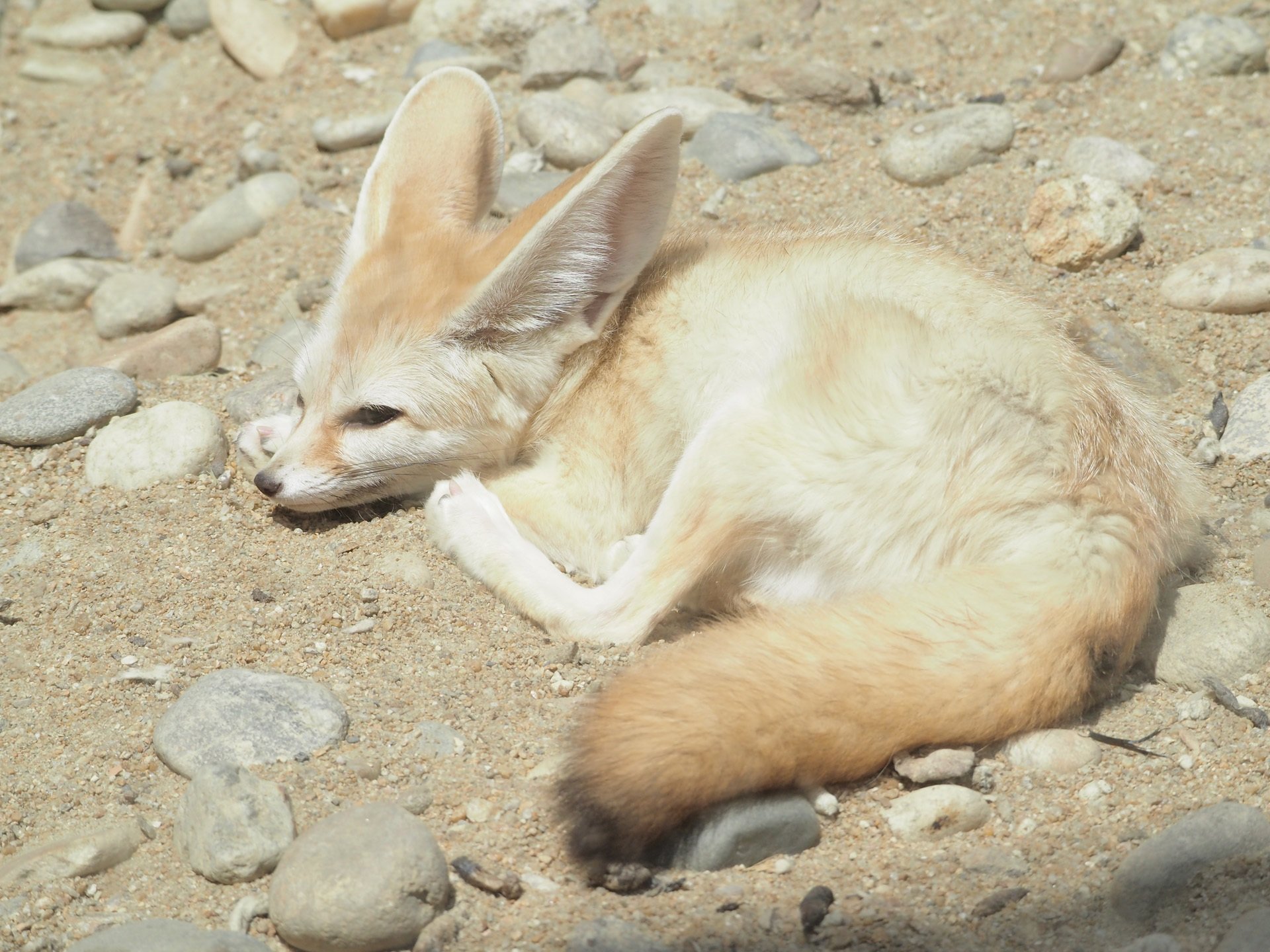 Download hd 1920x1440 Fennec Fox computer background ID:137686 for free