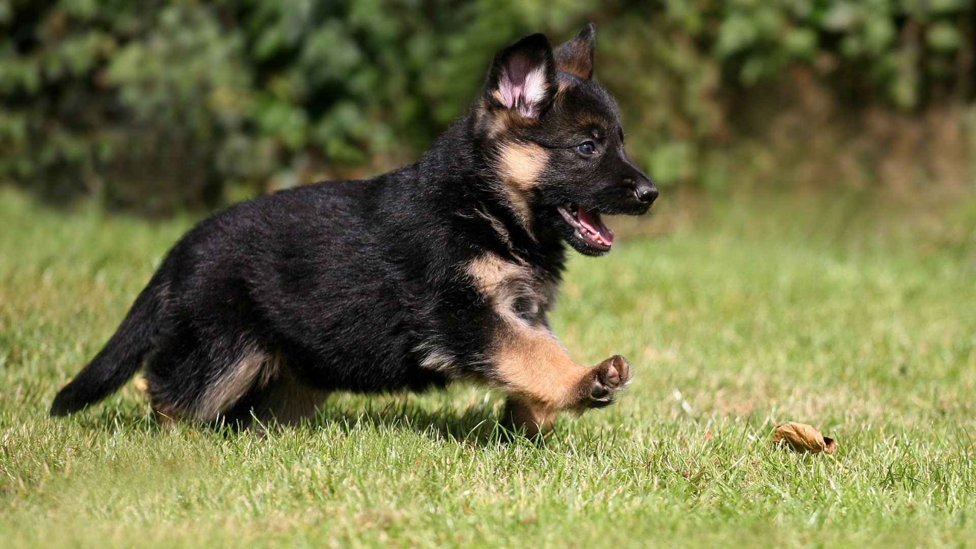 Free download German Shepherd background ID:111120 full hd 1080p for computer