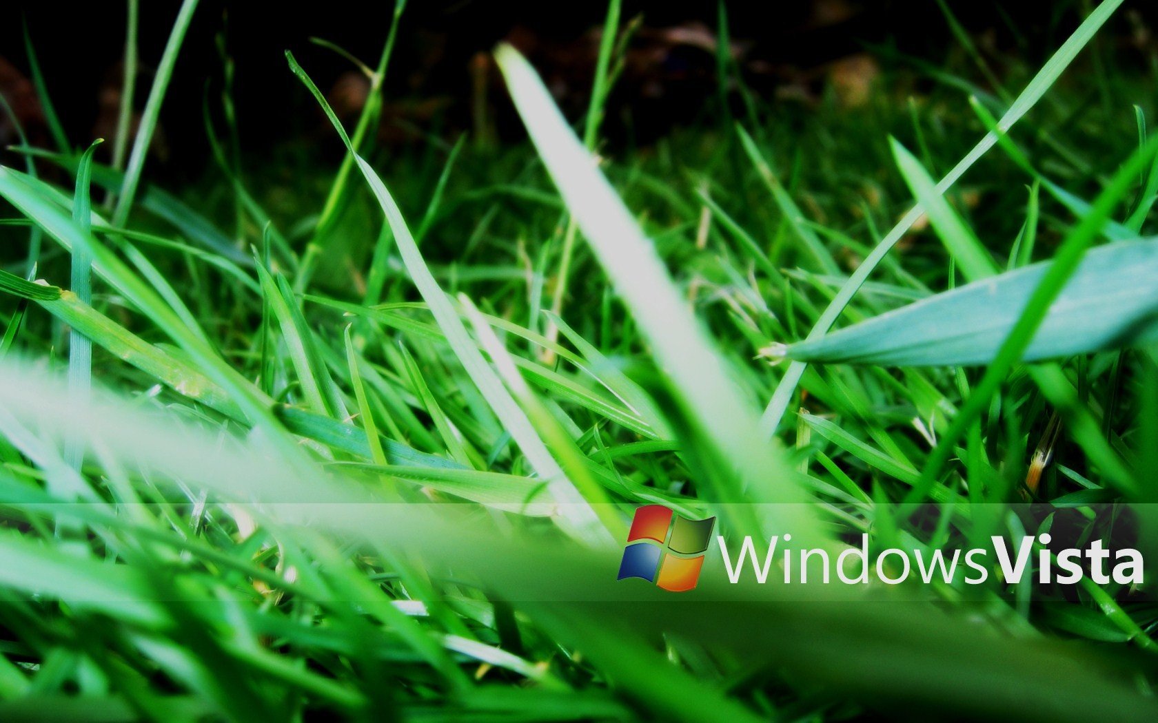 Best Grass background ID:377814 for High Resolution hd 1680x1050 desktop