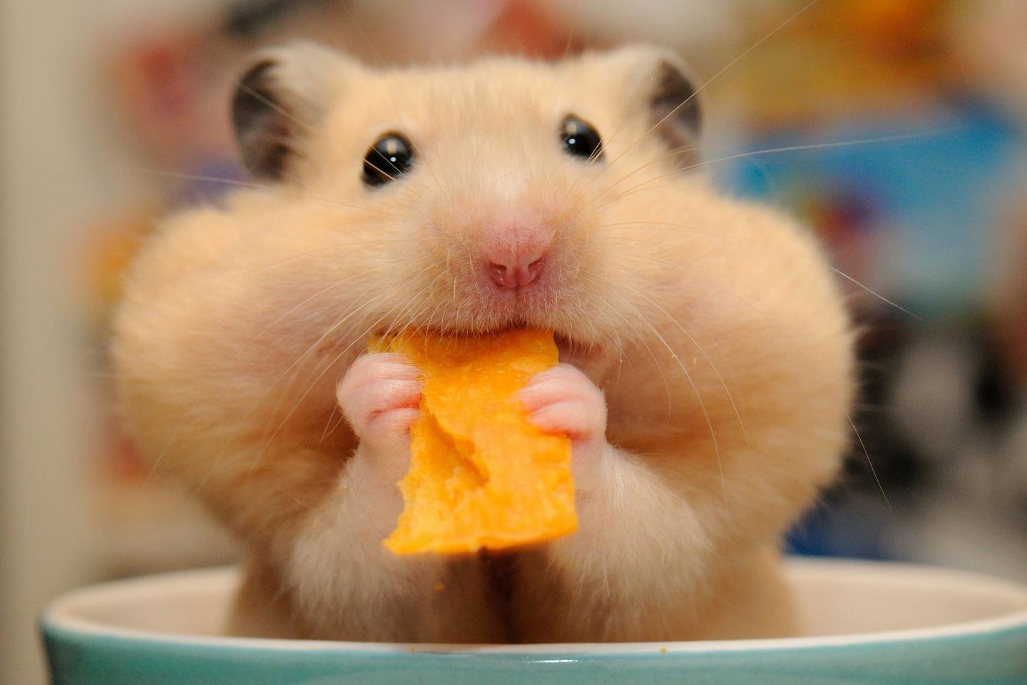 Free download Hamster wallpaper ID:234058 hd 1440x960 for computer