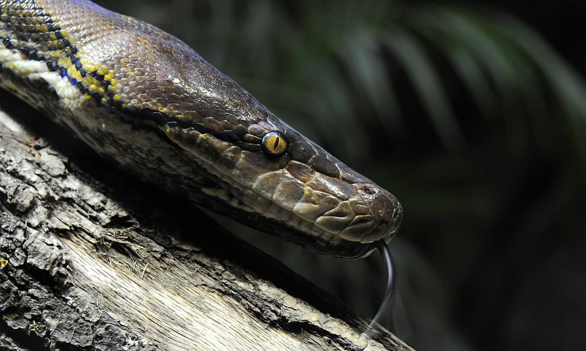 Free Snake high quality background ID:137456 for hd 1200x720 computer