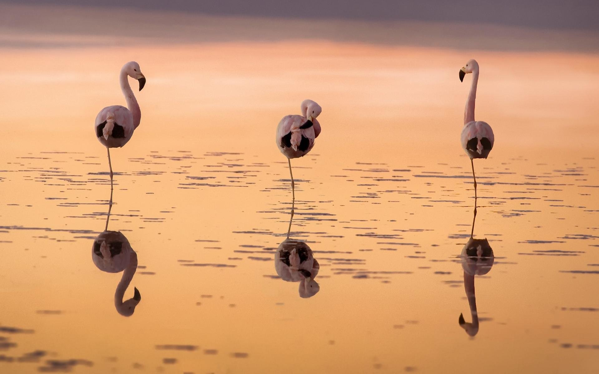 Free Flamingo high quality background ID:66660 for hd 1920x1200 PC