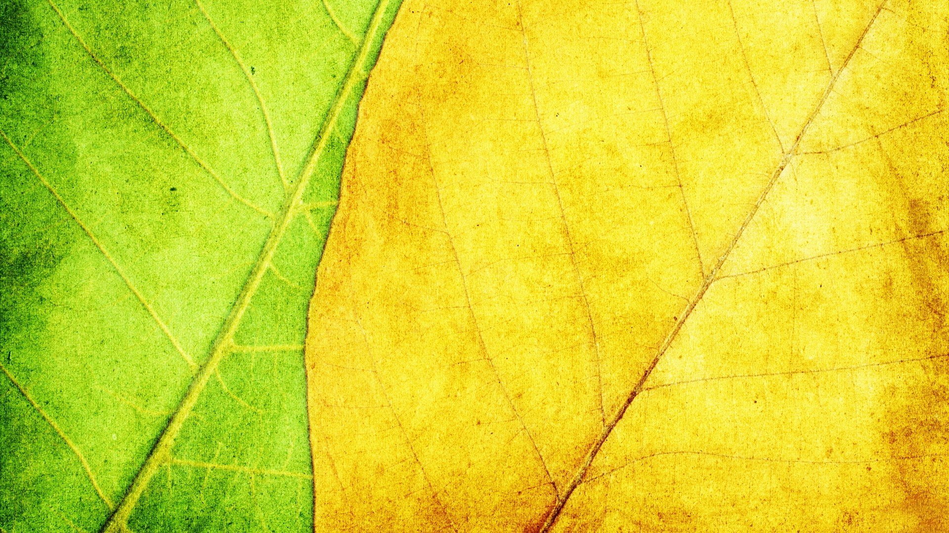 Free download Leaf wallpaper ID:361271 full hd for computer