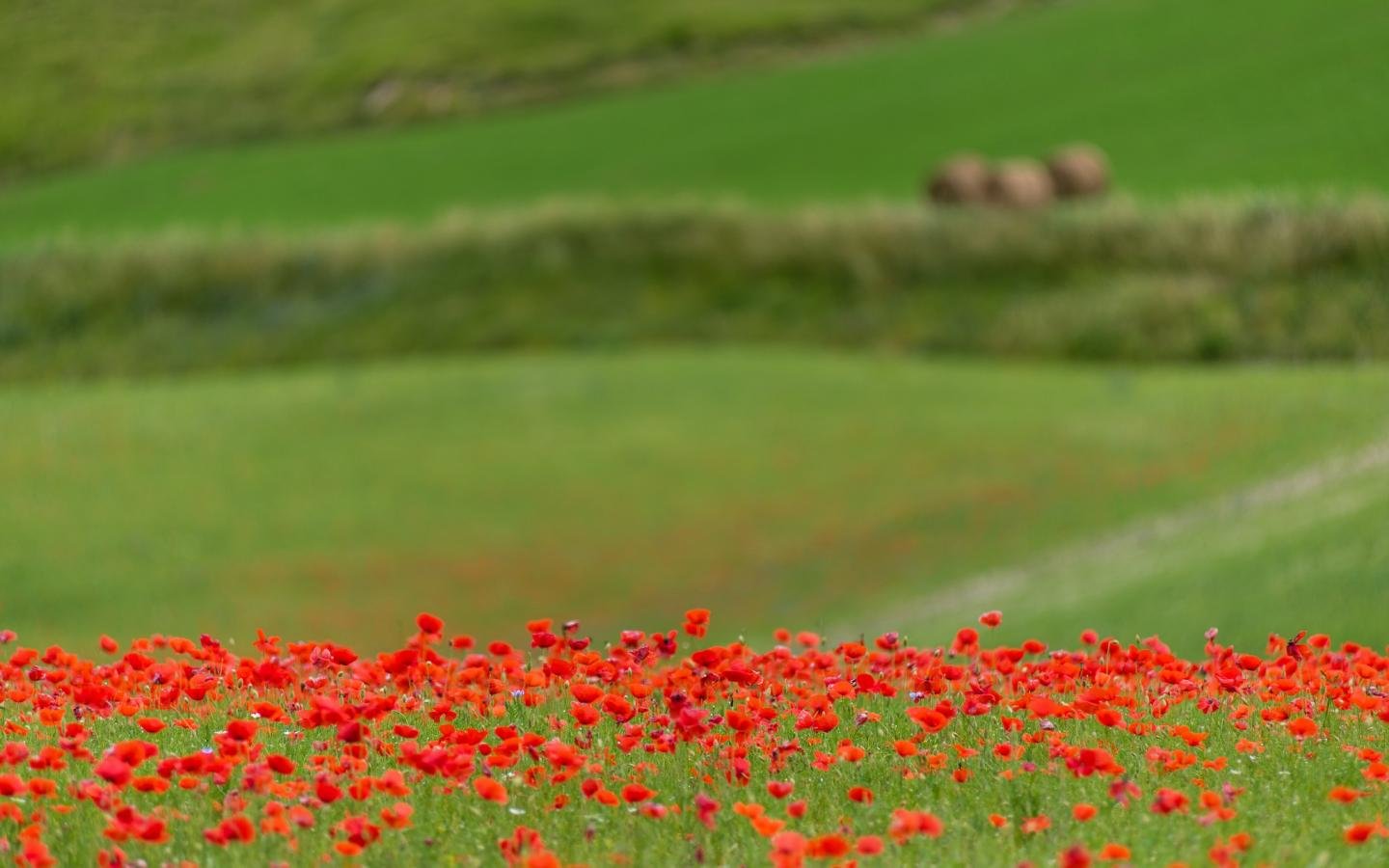 Awesome Poppy free background ID:99952 for hd 1440x900 desktop
