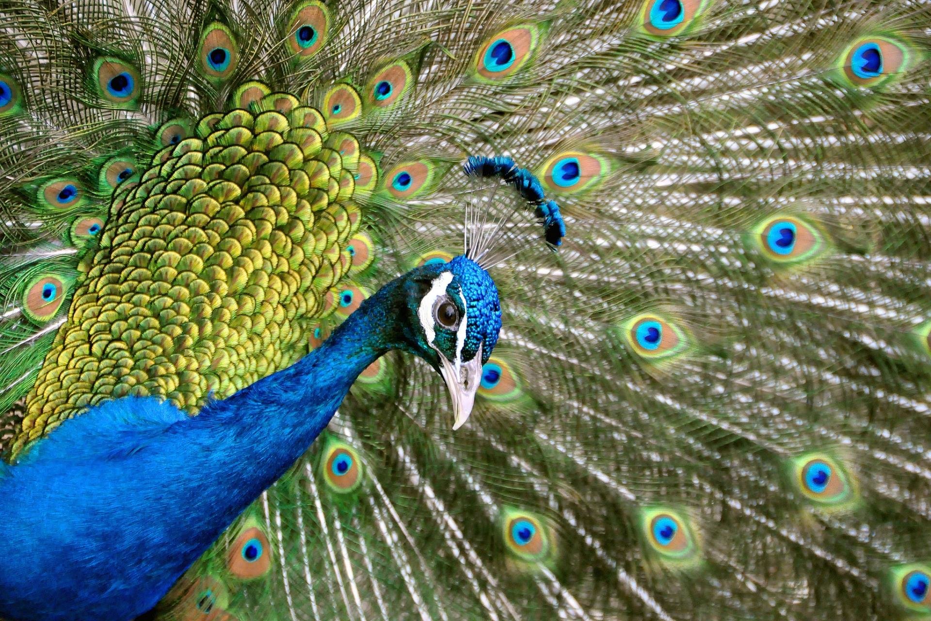 High resolution Peacock hd 1920x1280 wallpaper ID:151837 for PC