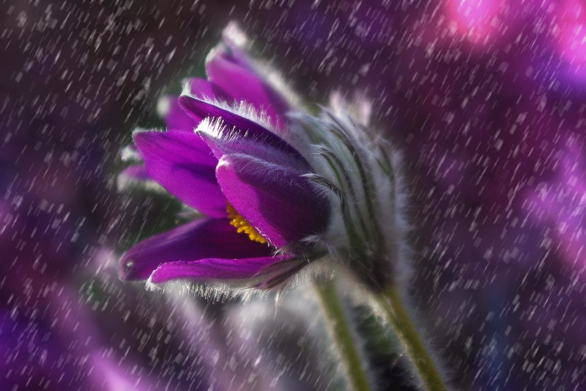 Best Purple Flower wallpaper ID:287205 for High Resolution hd 1152x768 computer