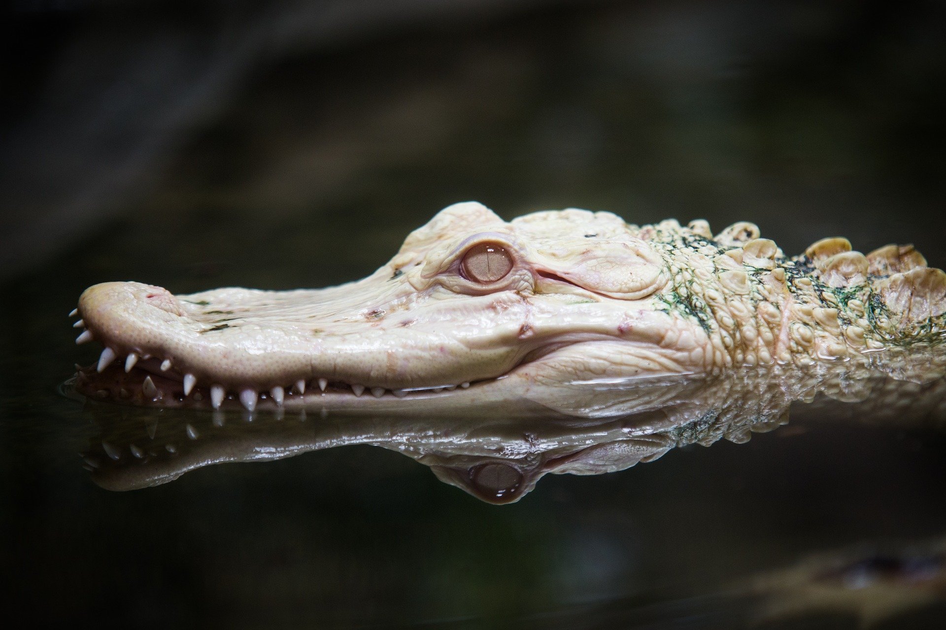 Free Alligator high quality background ID:59662 for hd 1920x1280 PC