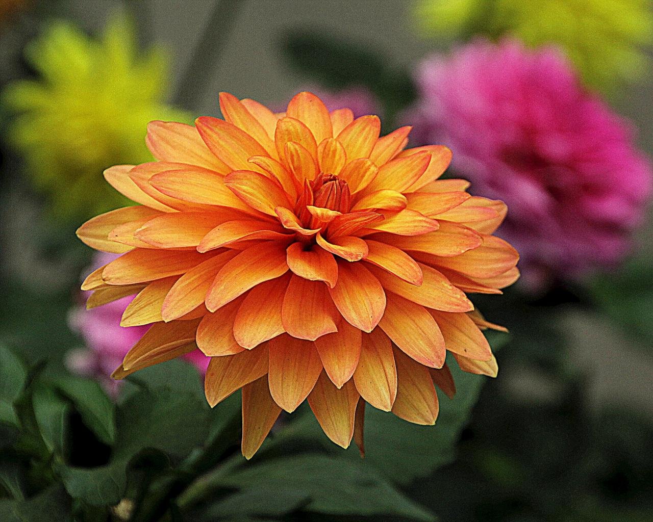 Awesome Dahlia free background ID:174586 for hd 1280x1024 desktop