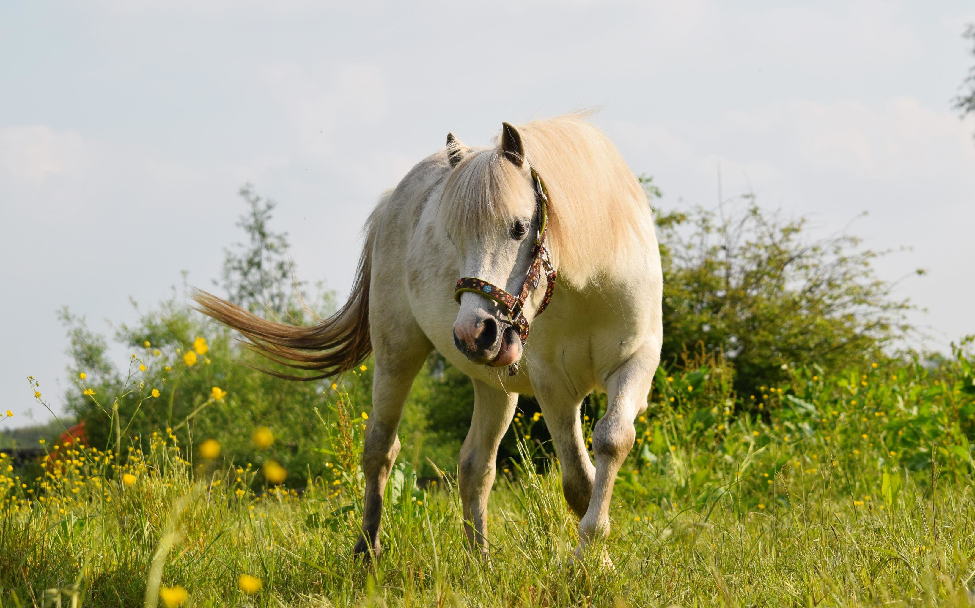 Free download Horse background ID:24056 hd 3280x2048 for PC