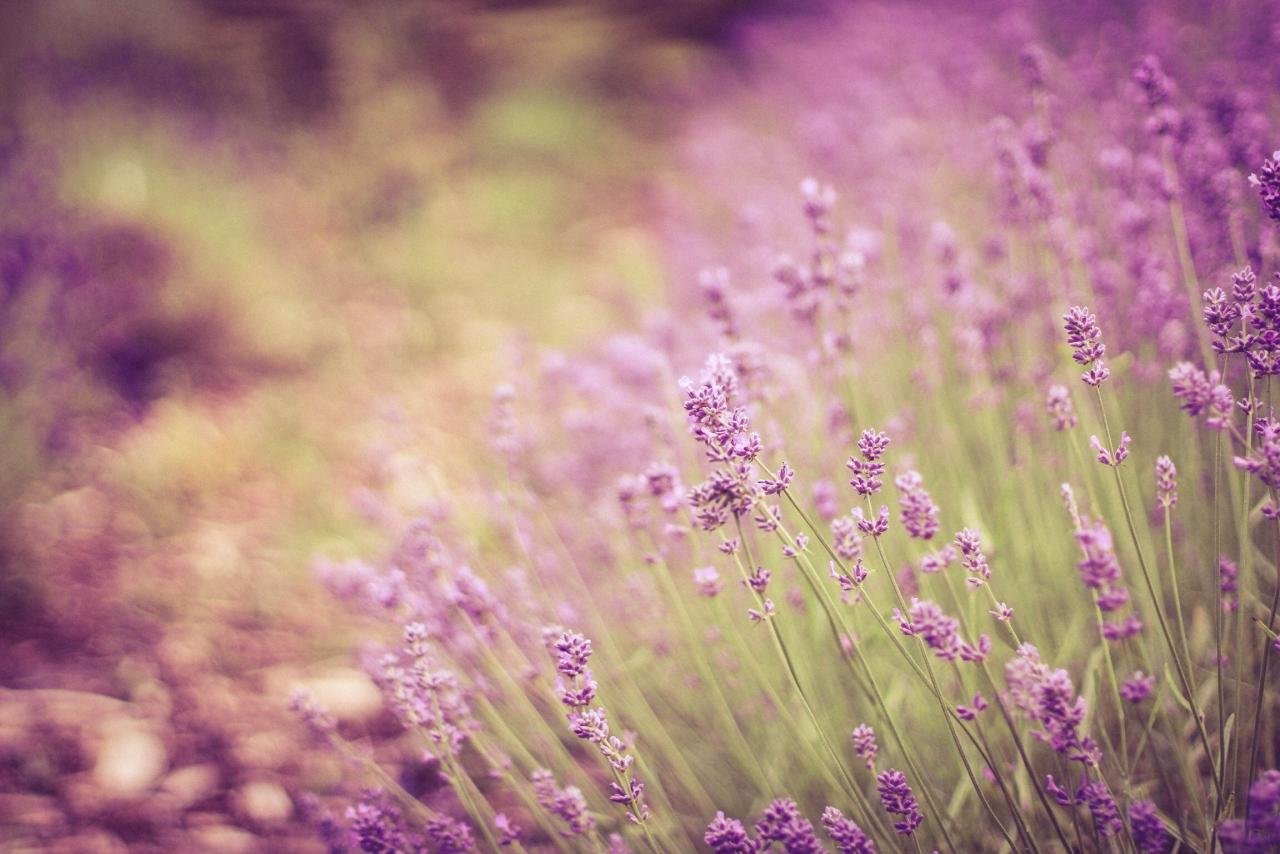 Awesome Lavender free wallpaper ID:67526 for hd 1280x854 PC