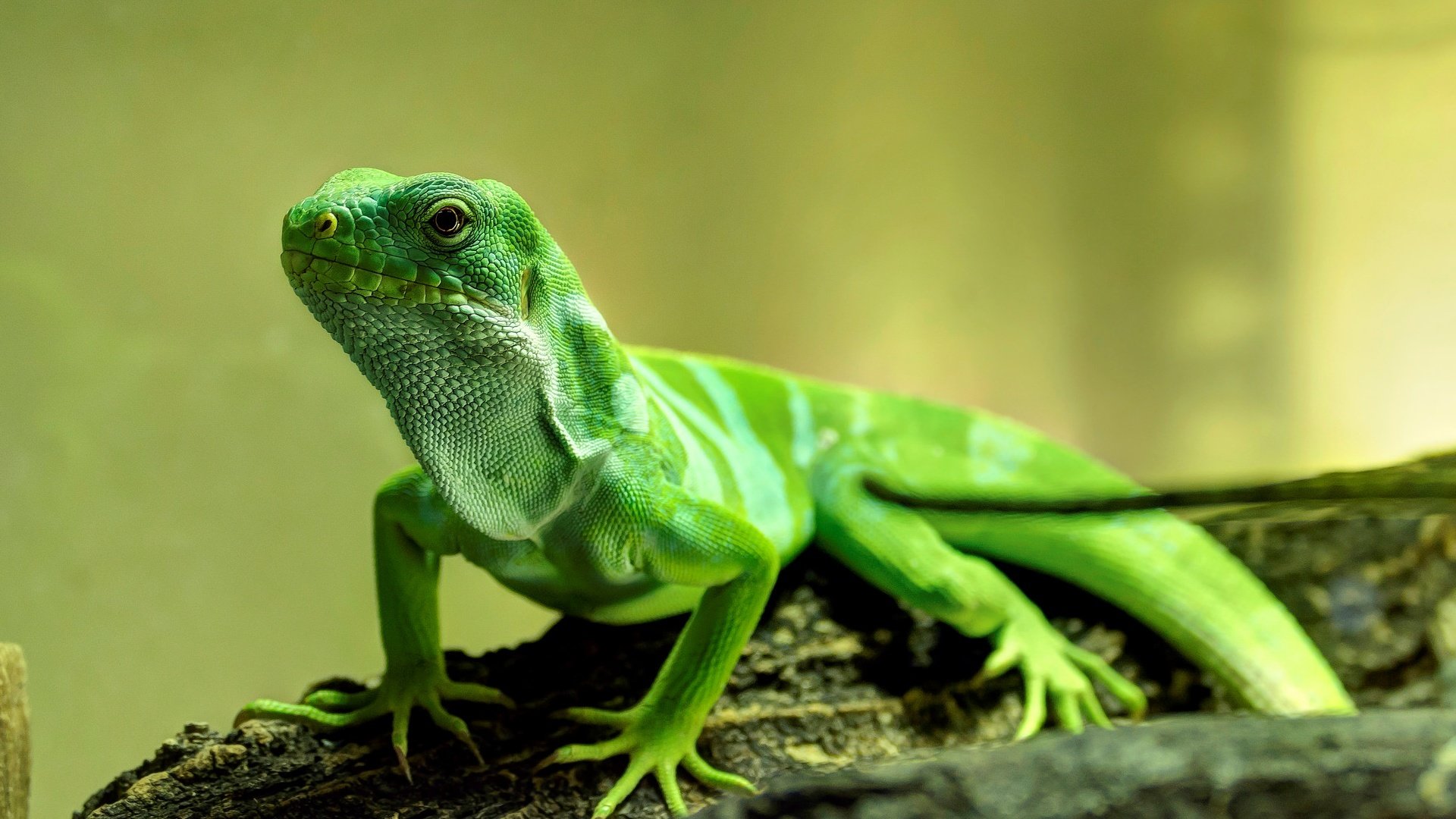 Download 1080p Lizard PC wallpaper ID:444025 for free
