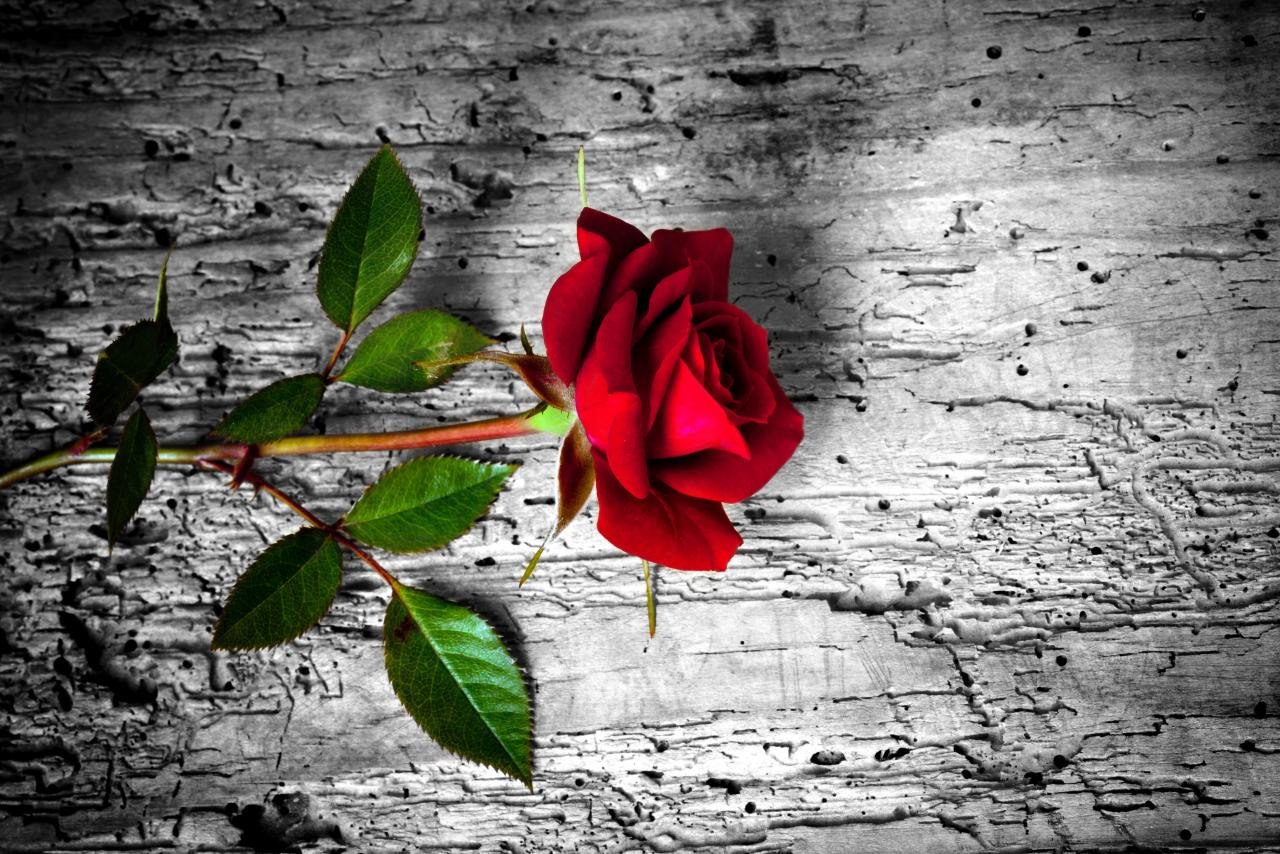 Best Rose background ID:472300 for High Resolution hd 1280x854 PC